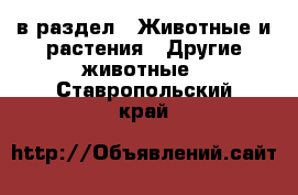  в раздел : Животные и растения » Другие животные . Ставропольский край